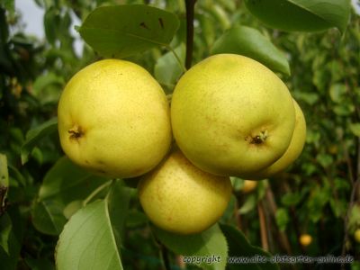 Nashi / Nashibirne (Asienapfel) "Kiiro Osoi" - gelbe späte Nashisorte!