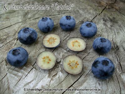 Heidelbeere (Blaubeere) "Patriot" - Buschform, robuste Heidelbeersorte!