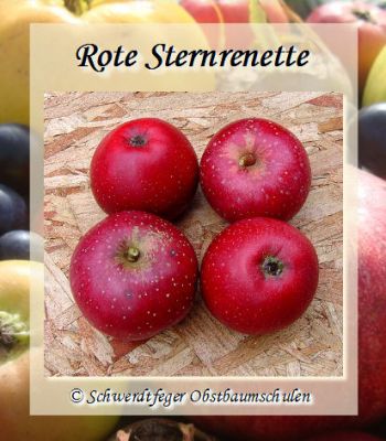 - Apfelsorten Herbstapfel Sternrenette\' Apfelbaum, - alte Alte alte \'Rote Apfelsorte! Ihr Obstsorten, - www.alte-obstsorten-online.de Obstbaum-Shop!