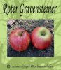 Apfelbaum, Herbstapfel 'Roter Gravensteiner' (Malus 'Roter Gravensteiner') - alte Apfelsorte!