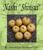 Nashi / Nashibirne (Asienapfel) "Shinsui" - Robuste Nashisorte!