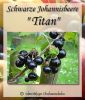 Schwarze Johannisbeere "Titan" ...Johannisbeersorte in Buschform/Strauchform