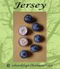 Heidelbeere (Blaubeere) "Jersey" - Buschform, robuste Heidelbeersorte!